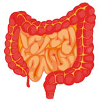 Aktuelles zum Thema "Leaky gut"